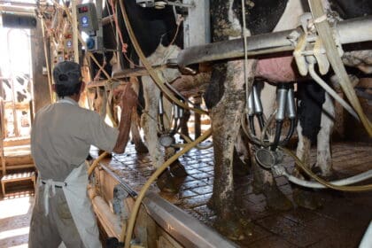 Destraban crisis lechera