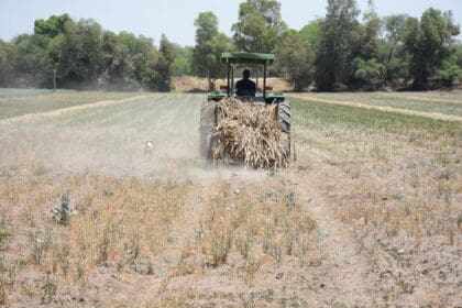 En riesgo más de la mitad de cultivos de riego por la sequía
