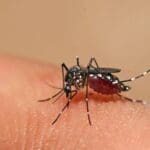 Alerta por caso autóctono grave de dengue