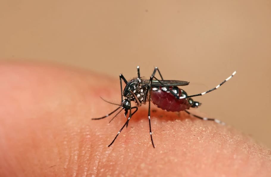 Alerta por caso autóctono grave de dengue