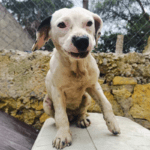 Mundo Patitas denuncia a presunto militar por matar a balazos a perro