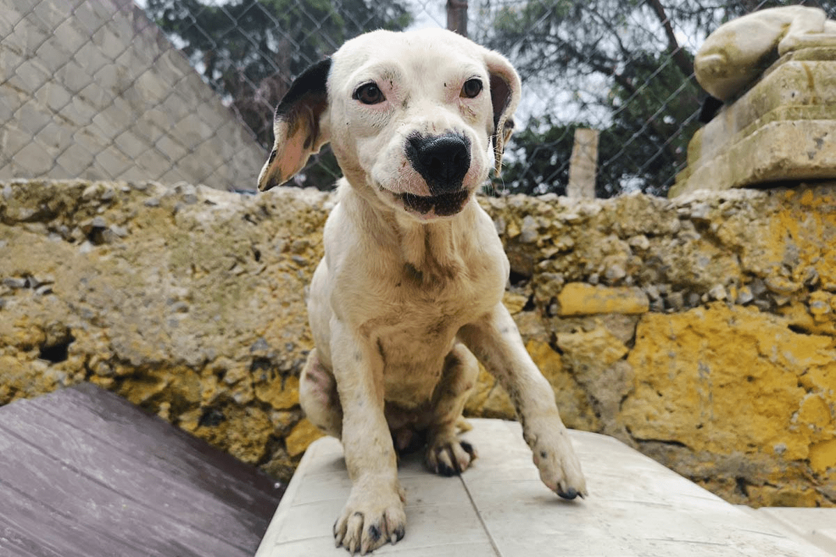 Mundo Patitas denuncia a presunto militar por matar a balazos a perro