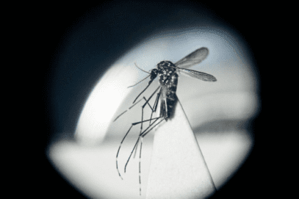 Uruguay supera los 800 casos confirmados de dengue en 2024