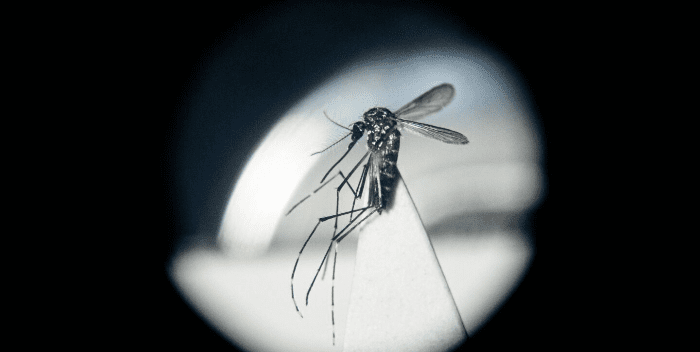 Uruguay supera los 800 casos confirmados de dengue en 2024