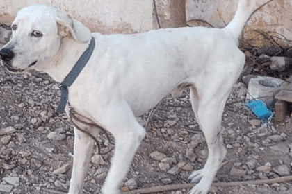 Primer sentenciado en Yucatán por crueldad animal