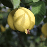 Falta de agua acabó con la mitad de la cosecha de guayaba