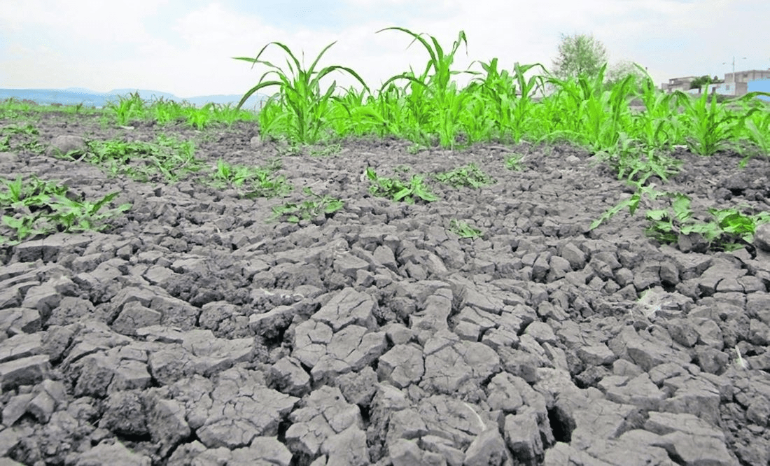 Alto grado de sequía en más del 20% de municipios, según HR Ratings