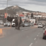 Elefante se escapa de circo en Montana y pasea por las calles