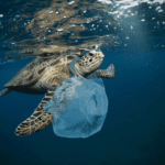 2,000 camiones cargados de plástico llegan al mar cada día
