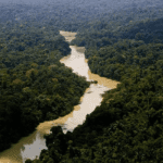 Promueven cuatro iniciativas medioambientales en Perú para conservar la Amazonía