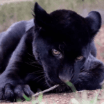Muere jaguar del Zoológico de Morelia por agua contaminada