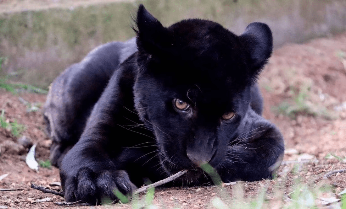 Muere jaguar del Zoológico de Morelia por agua contaminada