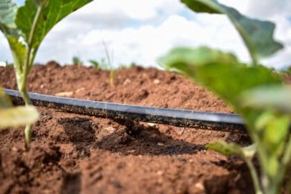 Se prepara la Entidad para reducir impacto de la sequía