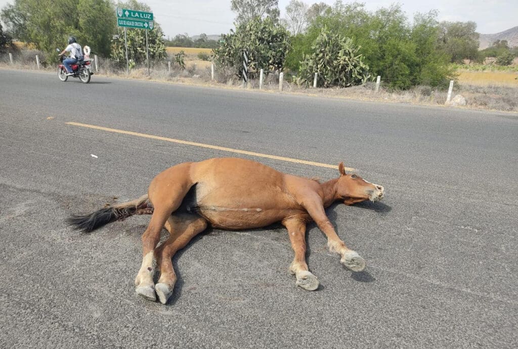 WhatsApp Image 2024 05 09 at 11.23.14 PM