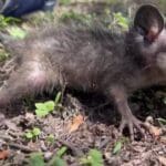 Animales Silvestres boletin municipio 3