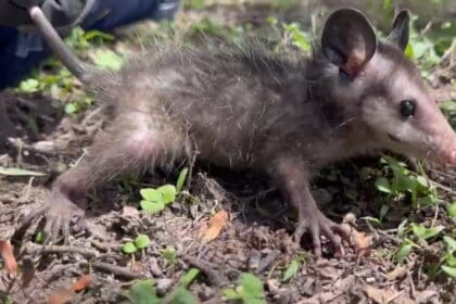 Animales Silvestres boletin municipio 3