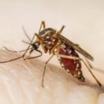 dengue homepage thumbnail 1 1