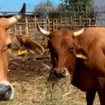 Ganado mexicano afectado por amenazas de cierre fronterizo debido a plaga