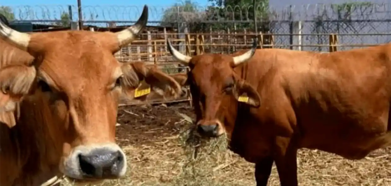 Ganado mexicano afectado por amenazas de cierre fronterizo debido a plaga