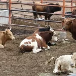 “Lamentablemente el problema del gusano barrenador se ha ido acrecentando días con día, afectando a las personas”,