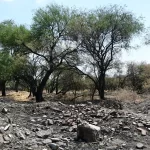 Se realizaron actividades como rehabilitación de brechas cortafuego, papeleo, desmalezado, poda de altura y limpieza general