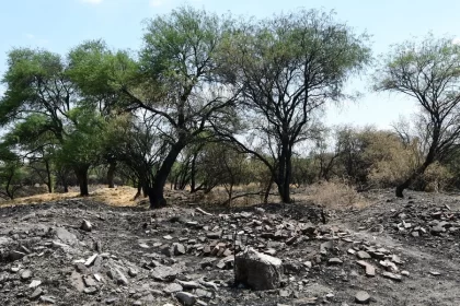 Se realizaron actividades como rehabilitación de brechas cortafuego, papeleo, desmalezado, poda de altura y limpieza general