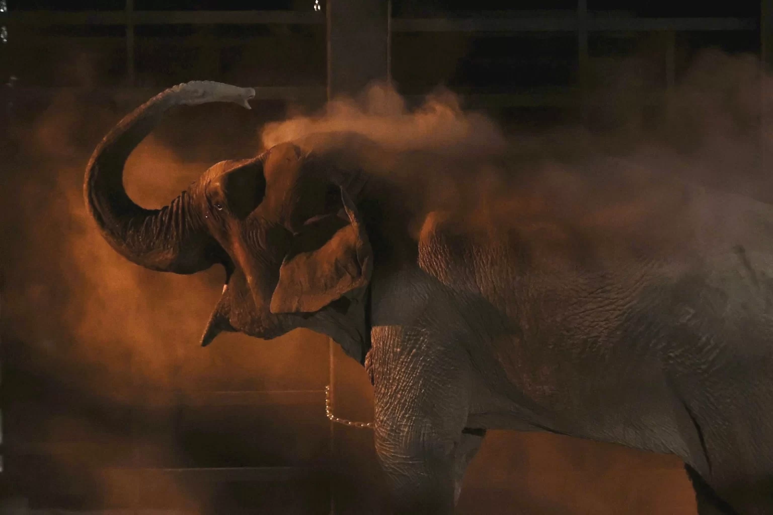 Más de 700 animales trasladados a Mazatlán.