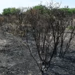 Denunciará Profepa ante la FGR si detecta “mano negra” en el incendio de La Pona