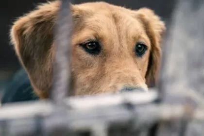 En Sesión de Cabildo se aprobaron reformas encaminadas a fortalecer las disposiciones punitivas en materia de vida animal doméstica