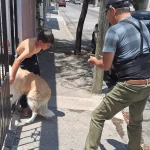 El servicio es gratuito y las personas solo tienen que acercarse a la camioneta de la coordinación General de Salud al escuchar el perifoneo