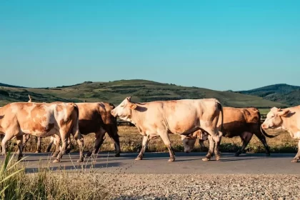 Pese a ello, productores están optimistas y esperan que el precio por litro de lácteo se recupere y alcance nuevamente los 11 pesos, como sucedía a inicios del año pasado