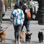 En los últimos años se ha señalado a Aguascalientes como uno en donde existe un alto índice de maltrato animal.
