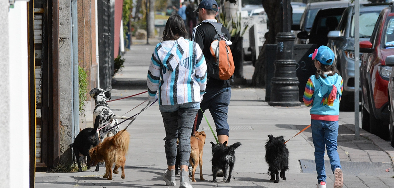 En los últimos años se ha señalado a Aguascalientes como uno en donde existe un alto índice de maltrato animal.