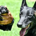 Los cachorros, ambos machos, son hijos de Ámbar y Camaro, dos ejemplares destacados del Grupo K-9 de la Policía Municipal.