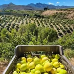 En producción de guayaba se espera llegar a las 80 mil toneladas