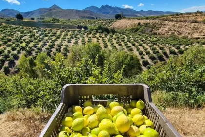 En producción de guayaba se espera llegar a las 80 mil toneladas