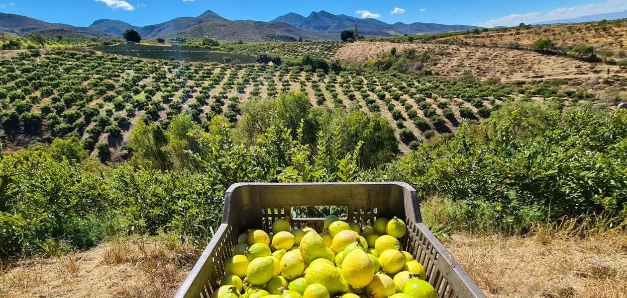 En producción de guayaba se espera llegar a las 80 mil toneladas