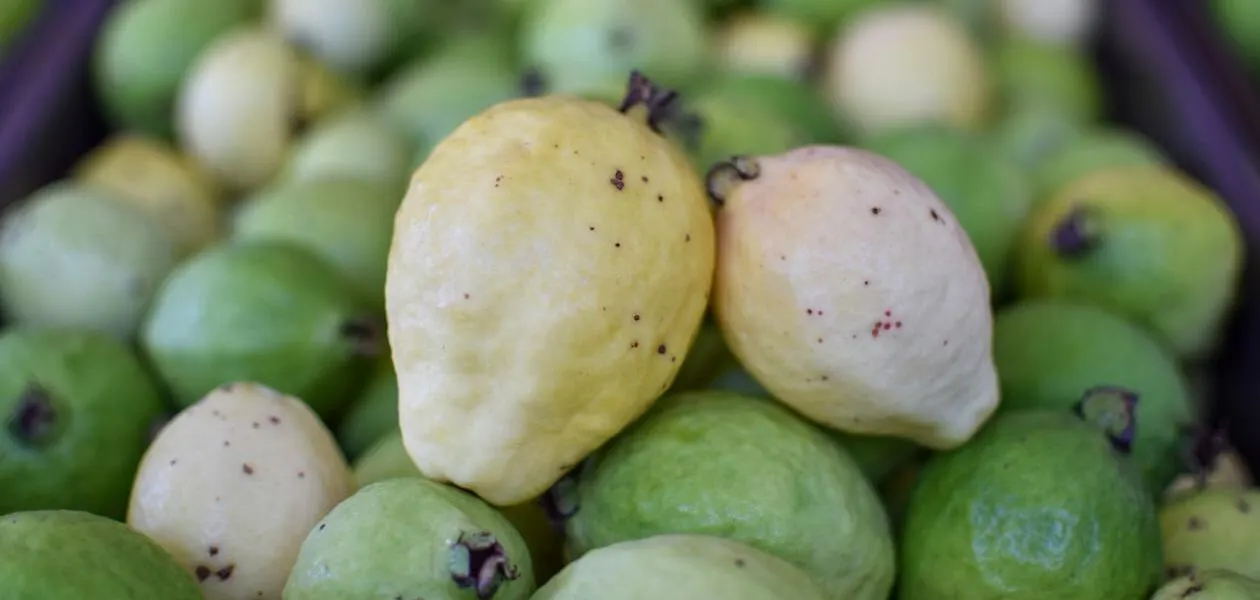Guayaba 4