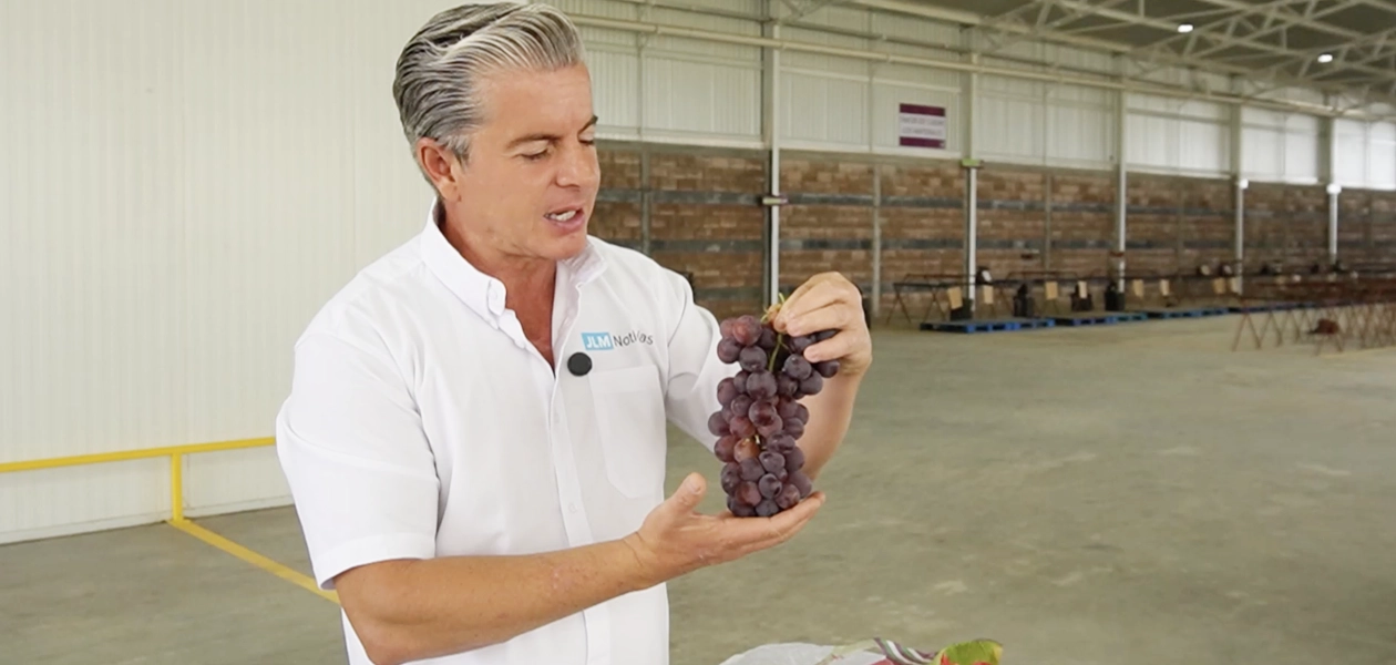 La uva Red Globe una de las de mayor calidad nacional se produce en Aguascalientes