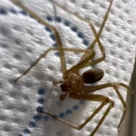 La mayoría de los ataques son de alacranes, arañas y serpientes