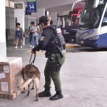 De manera aleatoria también se efectúan revisiones con el apoyo de los binomios caninos del Grupo K9 de la Policía Estatal, tanto en la zona de espera como en los andenes.
