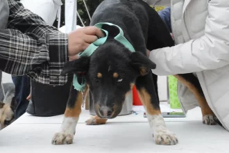 Varias personas han solicitado la vacuna contra la rabia