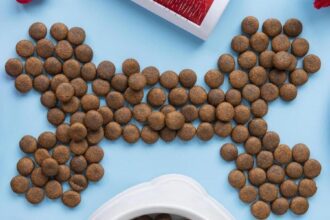 accesorios para mascotas