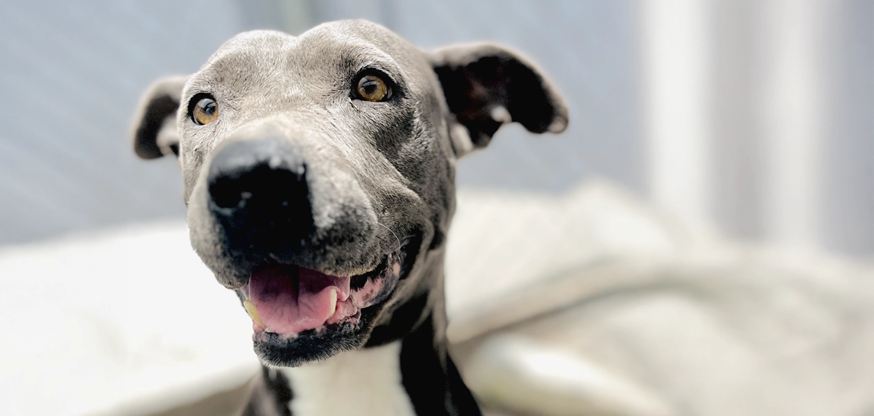 Se estima que más de 300 mil perros viven sin hogar en el estado.