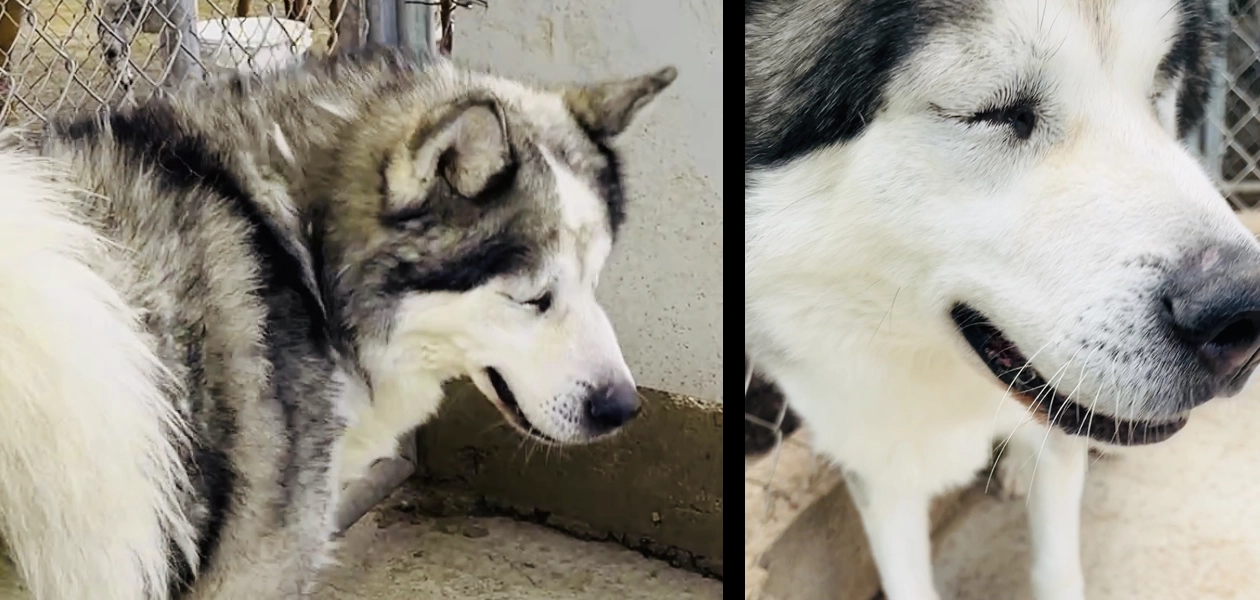 huskyciegoyabandonado