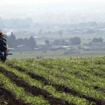 Tras el desplome del precio de la cebolla morada, que ha caído entre 30 y 50 centavos por kilogramo, muy por debajo del costo de producción, los productores del campo enfrentan una fuerte crisis.