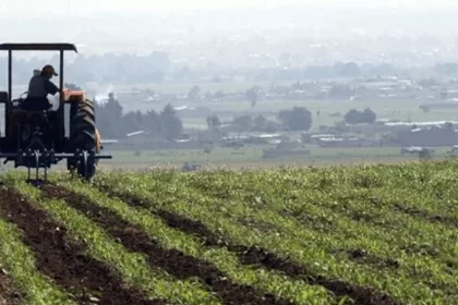 Tras el desplome del precio de la cebolla morada, que ha caído entre 30 y 50 centavos por kilogramo, muy por debajo del costo de producción, los productores del campo enfrentan una fuerte crisis.