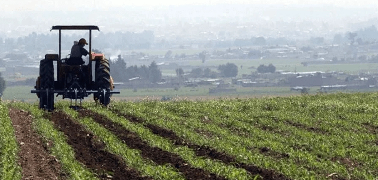 Tras el desplome del precio de la cebolla morada, que ha caído entre 30 y 50 centavos por kilogramo, muy por debajo del costo de producción, los productores del campo enfrentan una fuerte crisis.