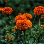 En Jesús María, los campos comienzan a llenarse del color y aroma del cempasúchil, la flor que anuncia la llegada del Día de Muertos