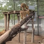 Las denuncias que se hagan por estos canales se podrán tomar como quejas formales, pero no ha existido este acercamiento de las agrupaciones que protestaron por la venta clandestina de todo tipo de animales: Vicente Díaz, titular de Profepa